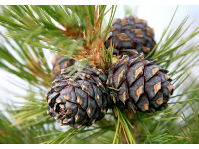 Живица кедра сибирского